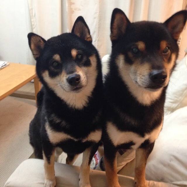 米兰体育-“新都福乐球赛：攻防之战一触即发”