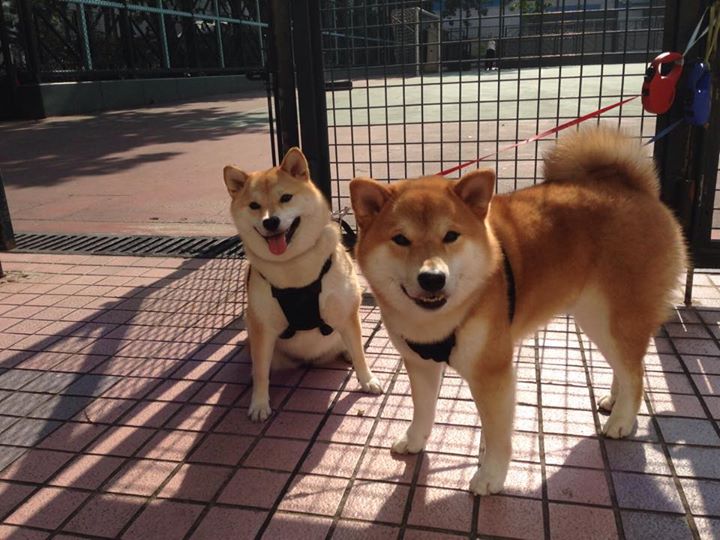 米兰体育-“新都福乐球赛：攻防之战一触即发”