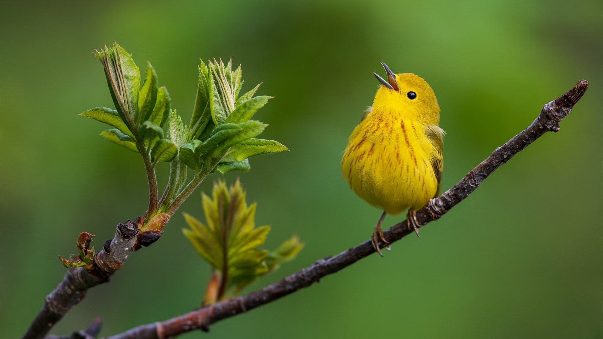 AC米兰-体育新闻中心上线运动员数据服务系统，体育运动员新闻素材