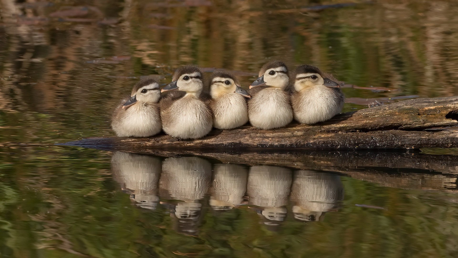 米兰登录入口-基层球员选拔机制缺乏公开性，基层球员选拔机制缺乏公开性怎么办