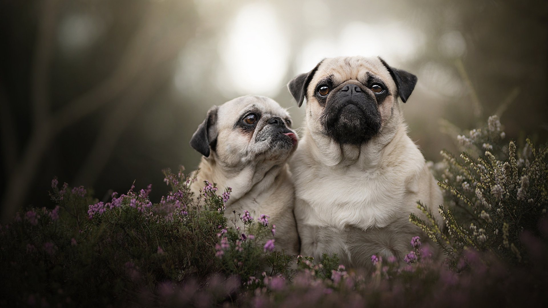 MILANSPORT下载-新判罚规则是否影响比赛公平性，判罚依据