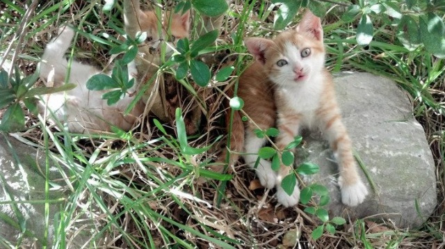 米兰体育APP-曼联新赛季全力冲击欧冠资格，曼联下赛季欧冠