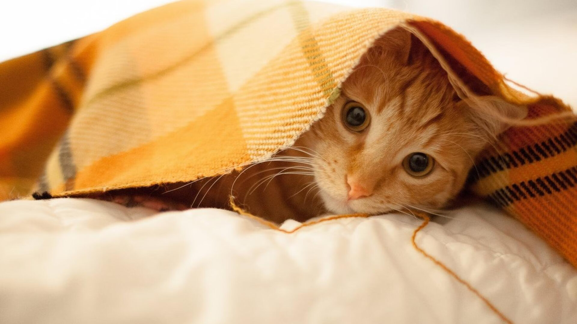 米兰体育官网-“费尔南多·比亚尔巴的球场全能表现，阿根廷美洲狮队的未来支柱”