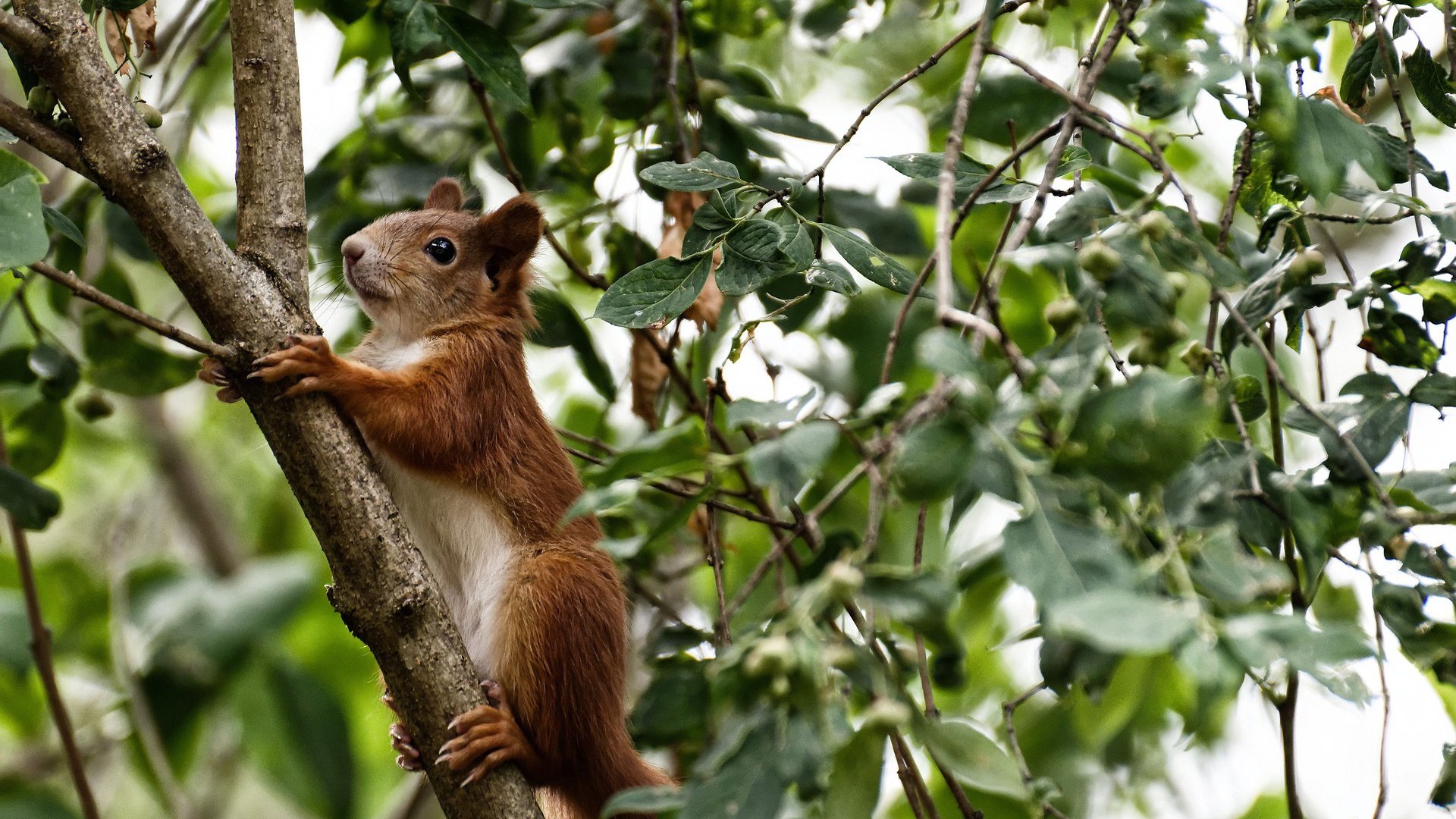 MILANSPORT下载-世界杯永恒瞬间：最令人心动的比赛片段，世界杯名场面
