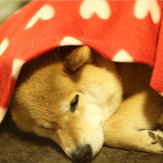 米兰登录入口-乔·波尔曼展现球场智慧与突破技巧，成为袋鼠队进攻核心，nba乔尔博罗姆博伊