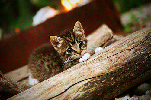 米兰登录入口-乔·波尔曼展现球场智慧与突破技巧，成为袋鼠队进攻核心，nba乔尔博罗姆博伊