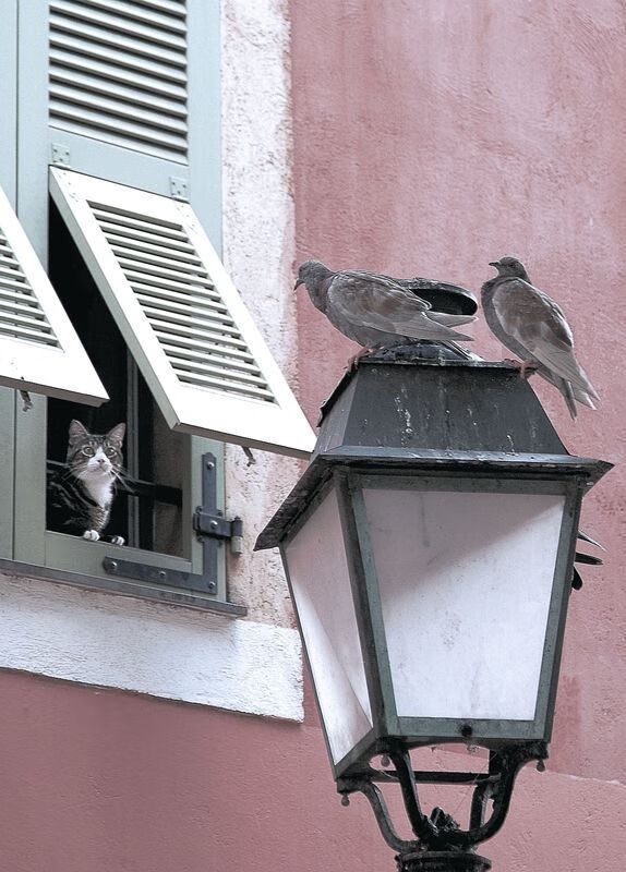 -体育文化节活动盛况，体育文化节活动盛况怎么写