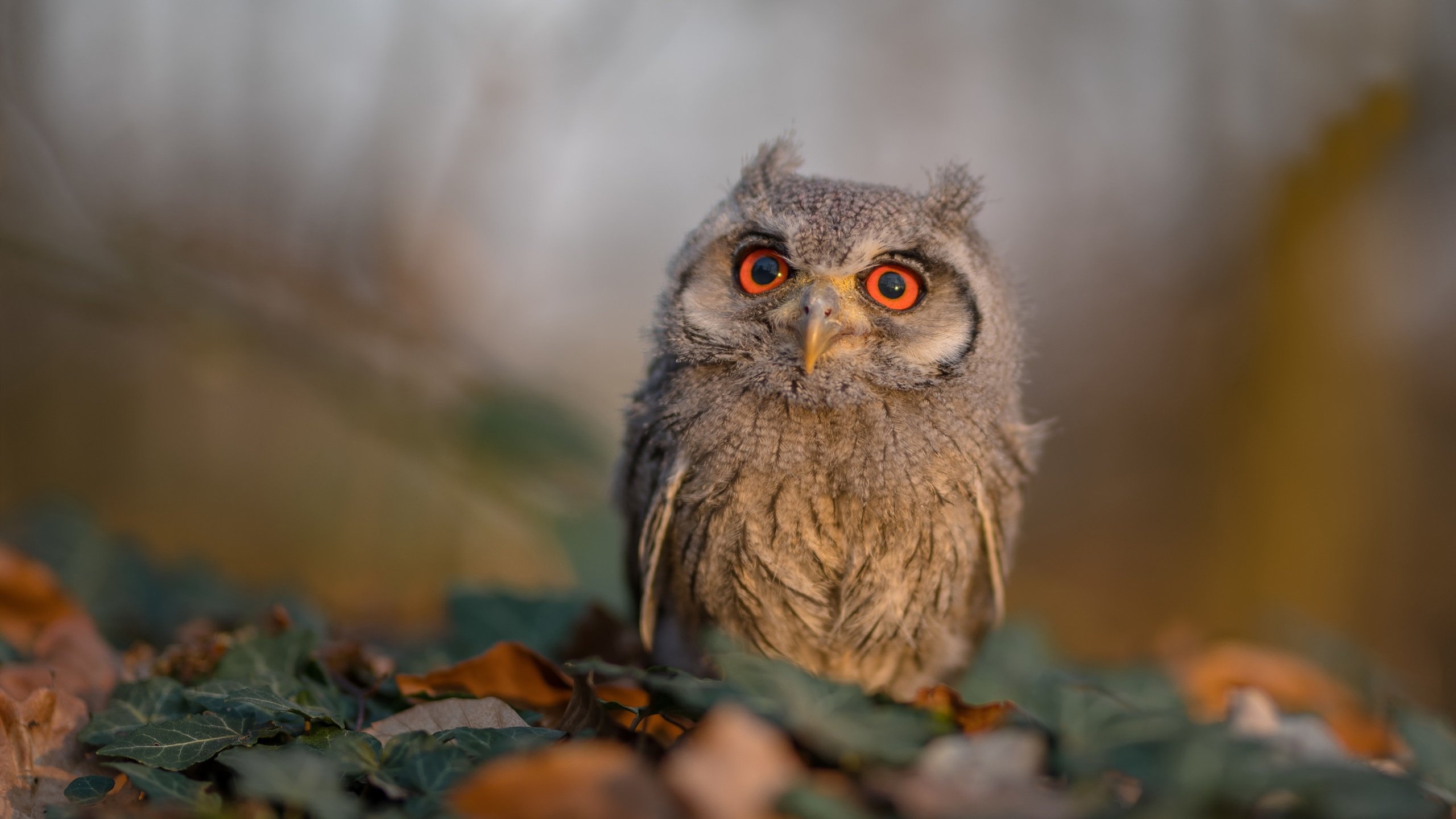 米兰登录入口-南非羚羊队的后场防守：坚如磐石，每一次防守都展现极高的球技