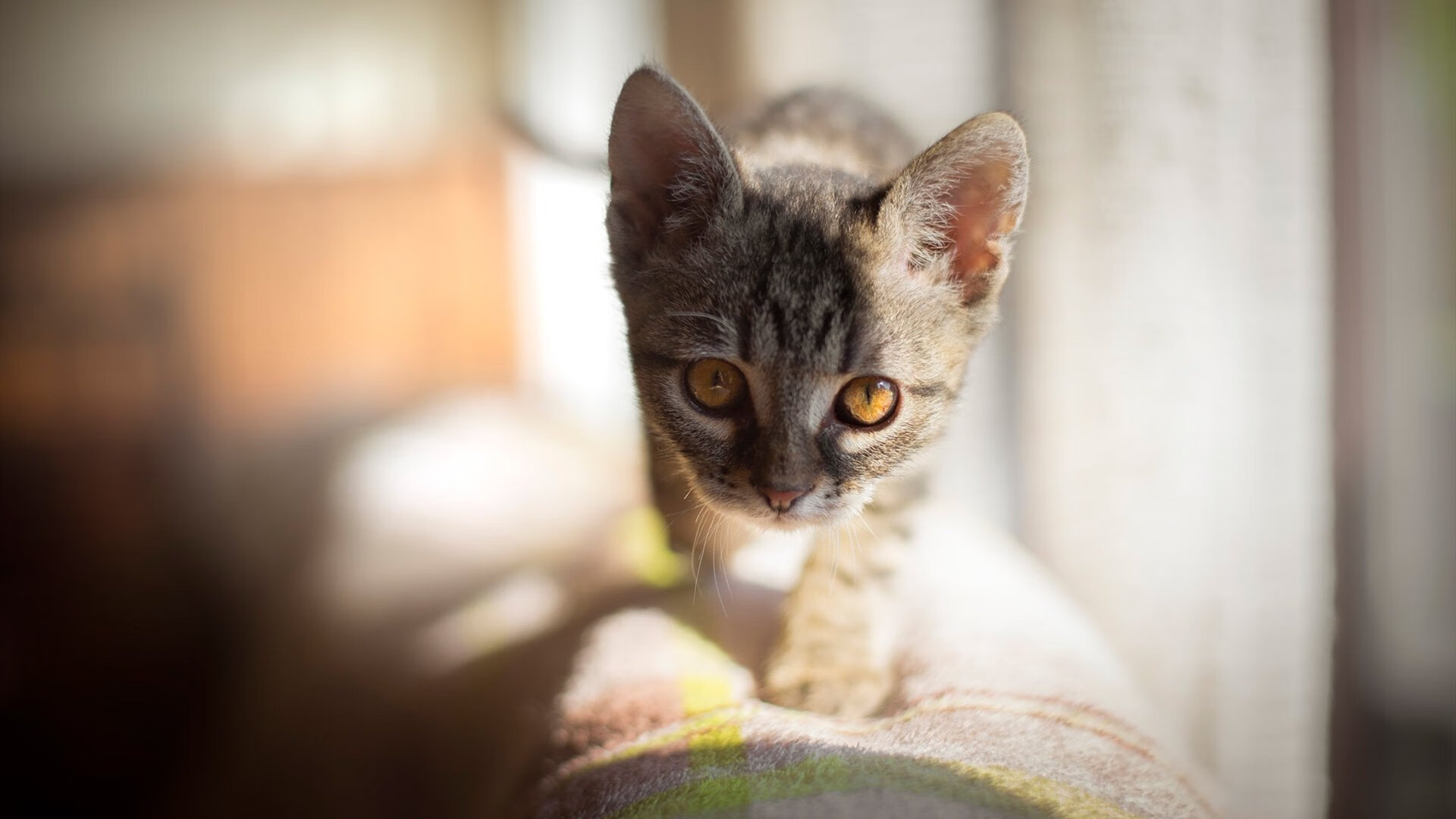 米兰登录入口-尤文图斯引入关键中场，战斗力大幅提升