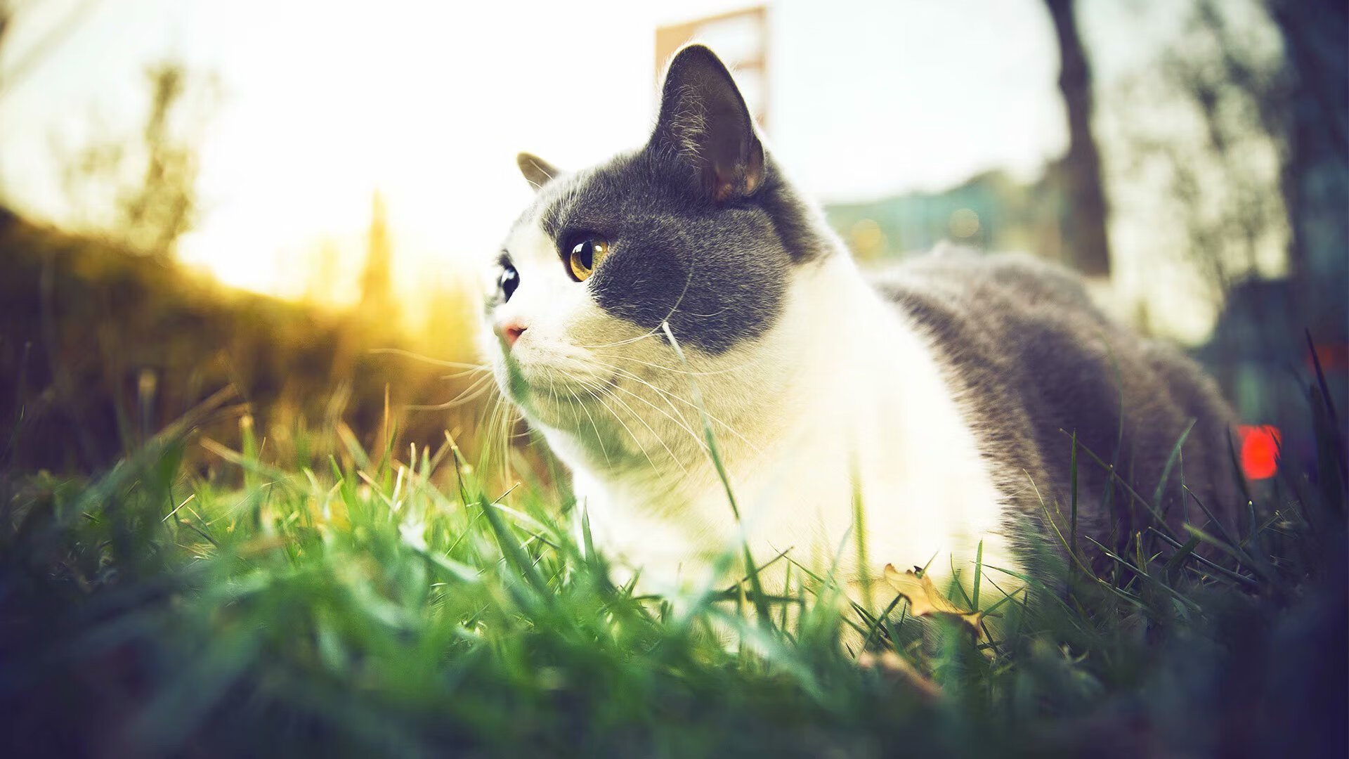 米兰体育APP-意甲的激情碰撞：攻势与防守的极致较量，意甲 视频