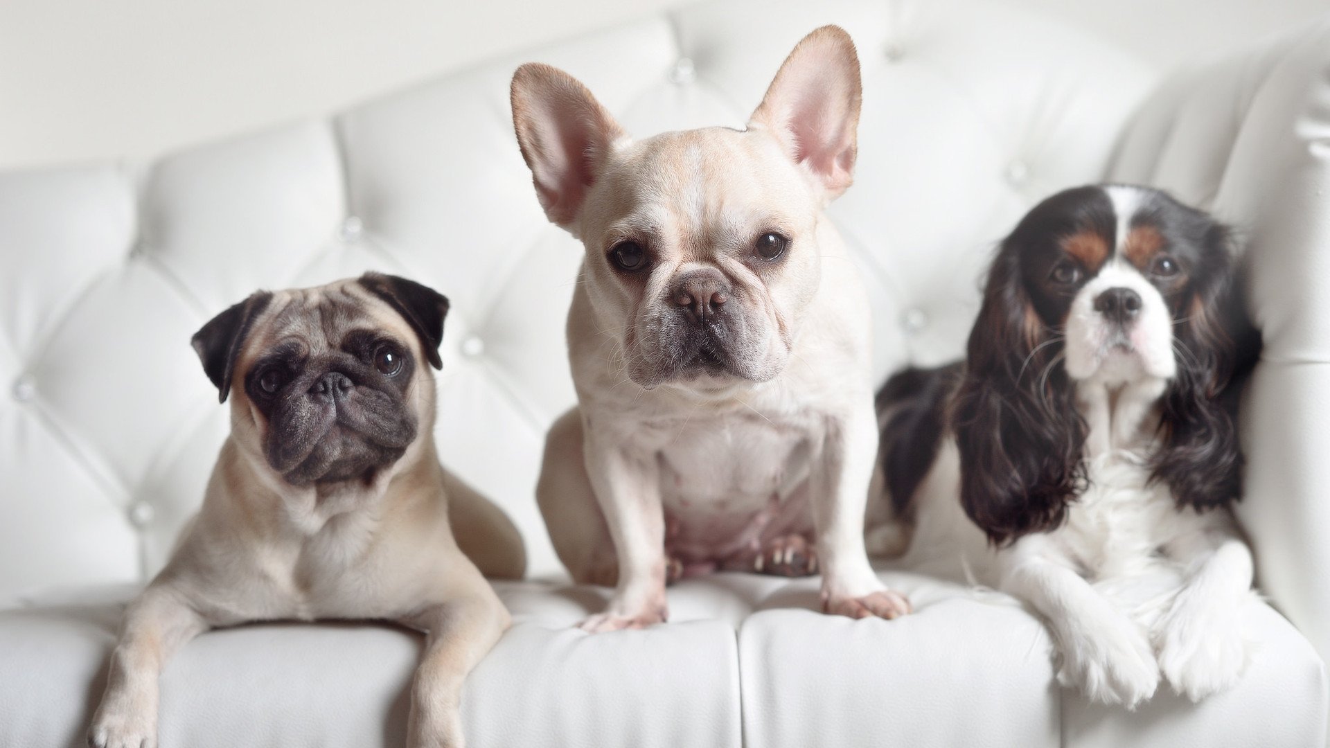 米兰登录入口-拜仁慕尼黑延续强势，稳坐德甲头把交椅