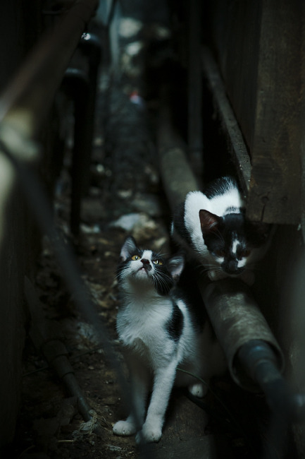 MILANSPORT下载-特斯·冯·迪克：在比赛中常常是南非队攻守之间的关键纽带，安迪冯斯特拉克